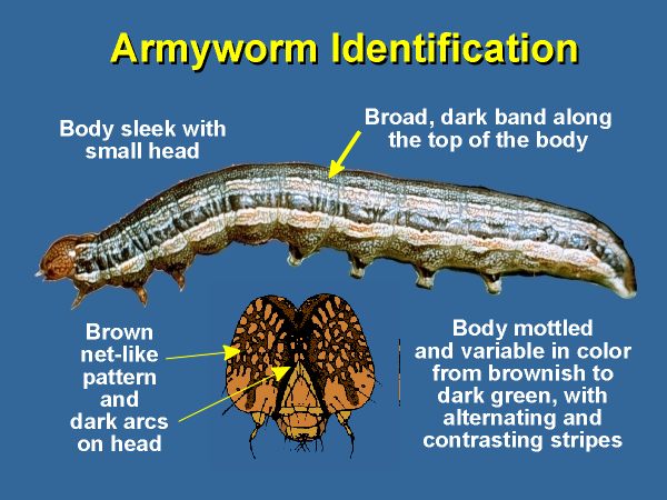 Armyworm identification